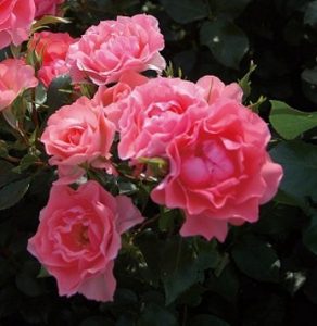 ジャルダン・ドゥ・フランス